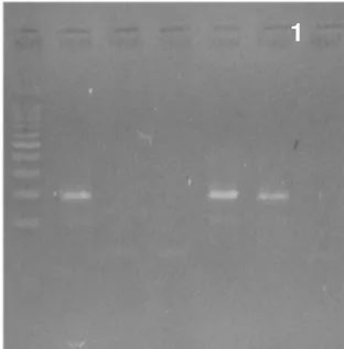 Figure 2: PCR product of transformation index P35S  1:  Size  of  marker:  100bp  DNA  Ladder  (Thermo  scientific)  .2:  positive  control,  3  and  4:  negative  samples  in  terms  of  GM  P35S,  5  and  6:  positive  samples in terms of GM P35S.7: nega