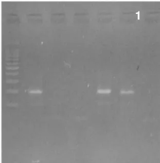 Figure 2: PCR product of transformation index P35S  1:  Size  of  marker:  100bp  DNA  Ladder  (Thermo  scientific)  .2:  positive  control,  3  and  4:  negative  samples  in  terms  of  GM  P35S,  5  and  6:  positive  samples in terms of GM P35S.7: nega