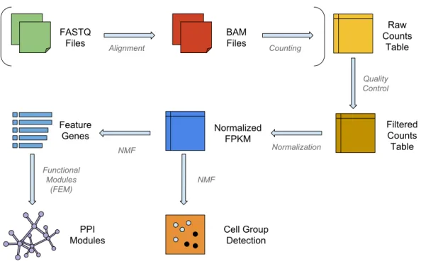 Figure 1 The workflow of NMFEM. The input can be either FASTQ files or a raw counts table