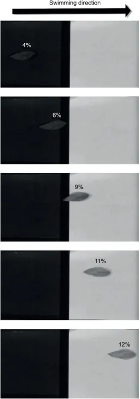 Fig. 4. A cuttlefish matching its background as it swims from a black to a grey background