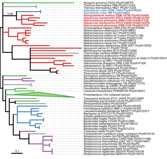 Figure 4 Maximum likelihood phylogeny Phy001XM22 from PhylomeDB showing possible HGT from Euryarchaeota to S