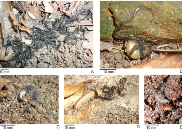 Figure 1 Behavior of Endeavouria septemlineata. (A) Specimens gathering in a group of many individuals in the field; specimens feeding on (B) the snail Bradybaena similaris, (C) the woodlouse Armadillidium vulgare and (D) the millipede Rhinocricus sp