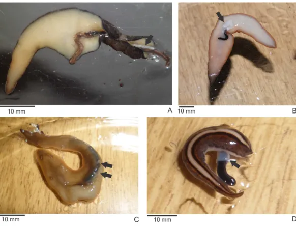 Figure 3 Native land planarians consuming Endeavouria septemlineata in experiments in the laboratory