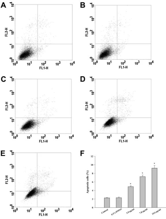 Figure 3 Incubation of HepG2 cells with CTH promotes apoptosis. Hepatocytes were treated with medium alone as blank (A), DMSO 0.5% (B, control), or CTH at concentrations of 3.9 (C), 7.8 (D) or 15.6 µ g/mL (E) for 72 h