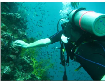 Figure 1 – Diver holding to bare substrate to regain control during a wall dive. 