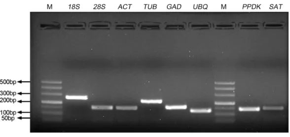 Figure 1 Specificity of primer pairs for qRT-PCR amplification. The mixture of equal amount of cD- cD-NAs from all tested samples was used as the template