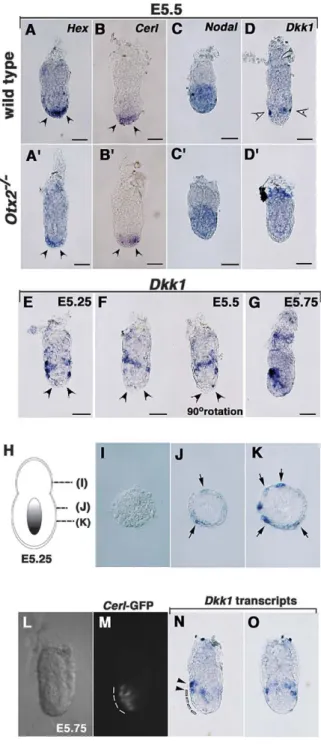 Figure 1. Marker Analysis of Wild-Type and Otx2 Mutant Embryos during A-P Axis Development