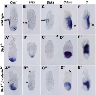 Figure 3. Rescue of A-P Axis Patterning Defects in Otx2 −/− ; b-catenin +/− Embryos