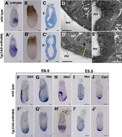 Figure 4. Morphological and Molecular Marker Analyses of Tg(CAG-mWnt8A)  Em-bryos