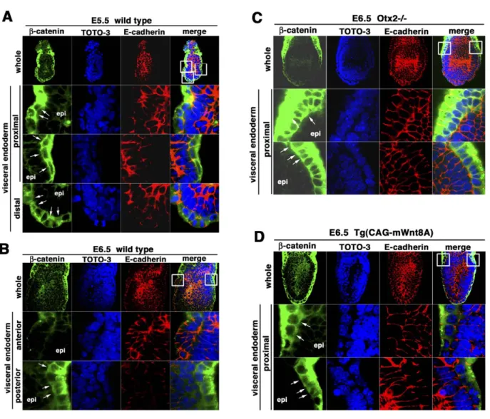 Figure 5. Expression and Cellular Localization of the Active Form of the β -Catenin Protein during A-P Axis Specification