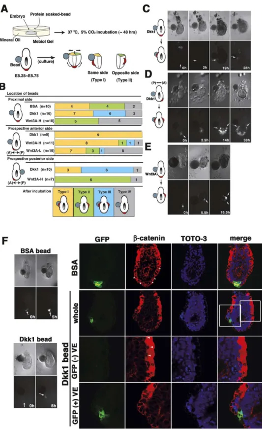 Figure 6. Dkk1 and Wnt3A Act as Guidance Cues Controlling the Migratory Direction of DVE Cells