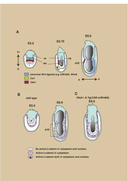 Figure 7. Schematic Model of the Mecha- Mecha-nism Governing A-P Axis Development via Wnt/ β -Catenin Signaling in the Mouse Embryo (A) Schematic representation of wild-type mouse embryos between E5.5 and E6.0