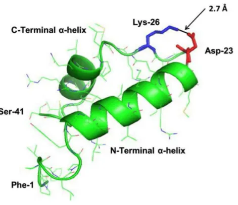 Figure 1 Homology-modeled secondary structure of reduced S-MB DATK peptide. The predicted homology-modeled structure from the amino acid sequence of S-MB DATK peptide was calculated via I-TASSER 3.0 (Zhang, 2008; Roy, Kucukural &amp; Zhang, 2010) (  http:/