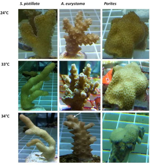 Figure 3 Visual appearance of coral fragments at ambient 240 ◦ C and following thermal stress of 33 ◦ C and 34 ◦ C