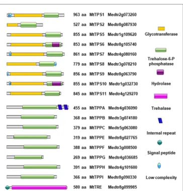 FIGURE 1 | Domain architecture of Medicago truncatula MtTPS, MtTPP,  and MtTRE proteins