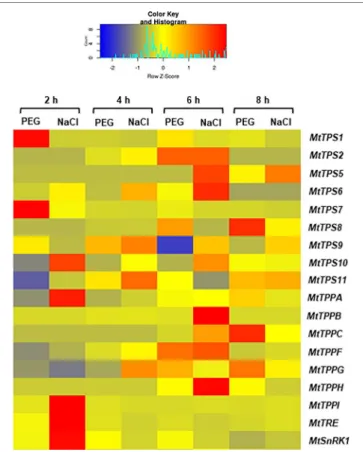 FIGURE 5 | Heatmap representing the expression profiles of Medicago  truncatula MtTPS, MtTPP, MtTRE, and MtSnRK1 genes during seed  imbibition carried out in the presence of polyethylene glycol and sodium  chloride