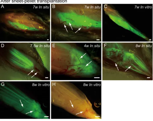 Figure 4 Macroscopic observation of surgically treated TA muscles at 5–10 weeks (W) after transplan- transplan-tation in situ and in vitro (after removal)