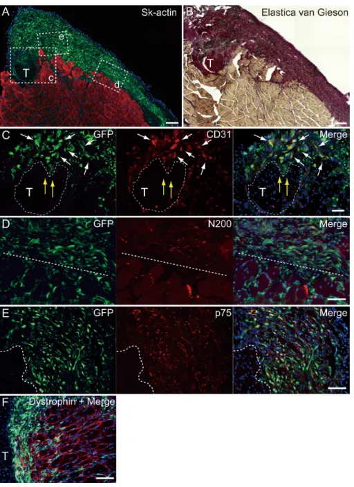 Figure 5 Immunohistochemical detection of engrafted Sk-MSCs in cross-section (operated muscle from Pattern 1, 7 weeks after operation)