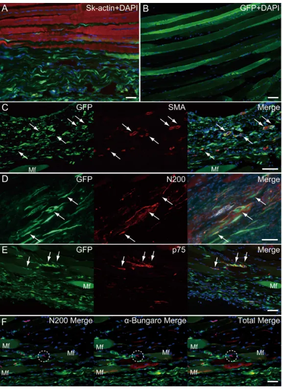 Figure 6 Immunohistochemical detection of engrafted Sk-MSCs in longitudinal sections (operated muscle from Pattern 5, 8 weeks after operation)