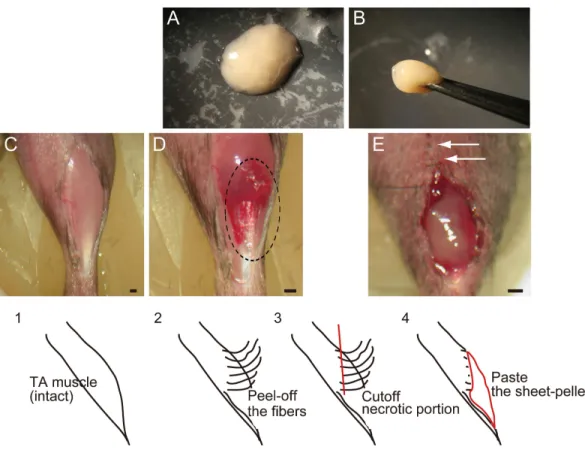 Figure 1 Macroscopic and schematic images of procedures used in MTJ complete rupture model preparation and sheet-pellet transplantation
