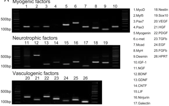 Figure 2 RT-PCR analysis of Sk-MSC sheet-pellet and its expressions of cytokines immediately prior to transplantation