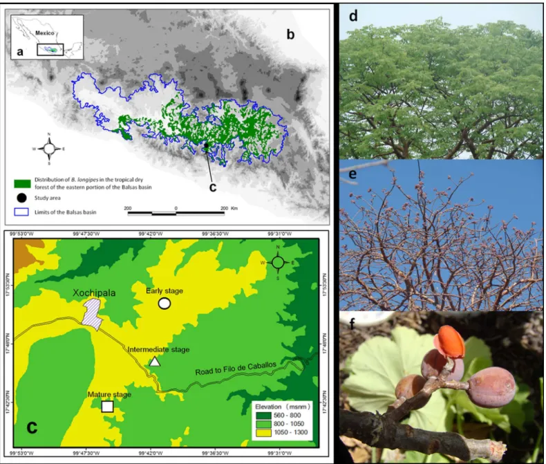 Figure 1 Projection of the (A) Balsas basin, (B) distribution of Bursera longipes in the biotic province of the Balsas basin (C) and study area.