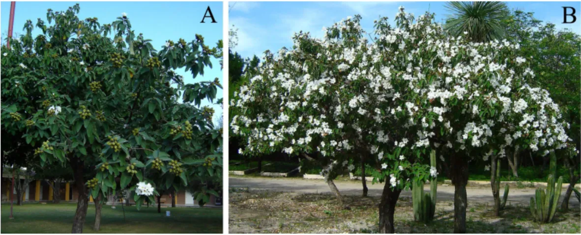 Figure 1 Examples of Cordia boissieri plants with distinct flower cover. Plant without or with very few flowers (A) and plant with high numbers of flowers (B)