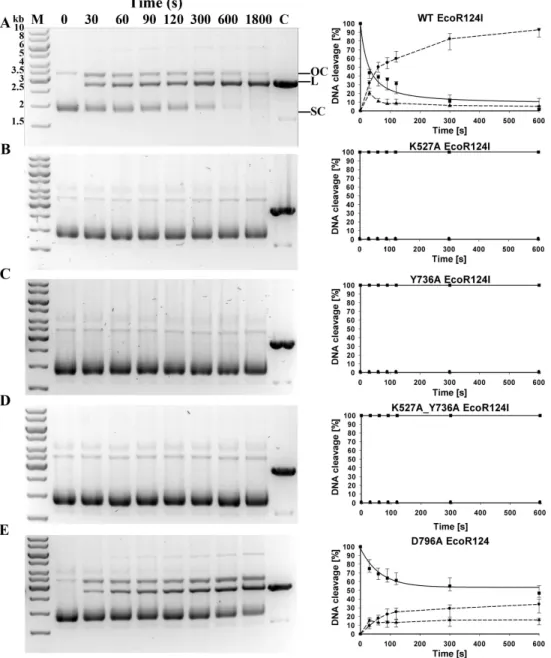 Figure 2 Cleavage of supercoiled substrate. (A) Supercoiled DNA substrate plasmid pRK carrying sin- sin-gle EcoR124I recognition site is cleaved by EcoR124I R-M complex in vitro