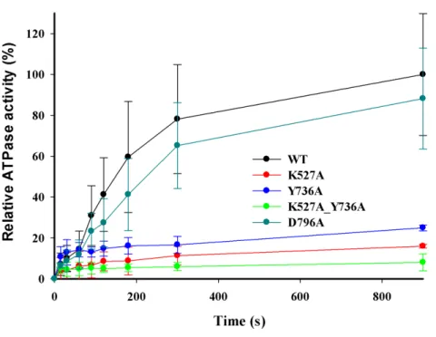 Figure 4 DNA-dependent ATPase activity. EcoR124I reconstituted from methyltransferase and HsdRs WT (black), or mutant K527A (red), Y736A (blue), D796A (green) or K527A_Y736A (dark cyan) was incubated at a final concentration of 15 nM with 90 nM circular pl