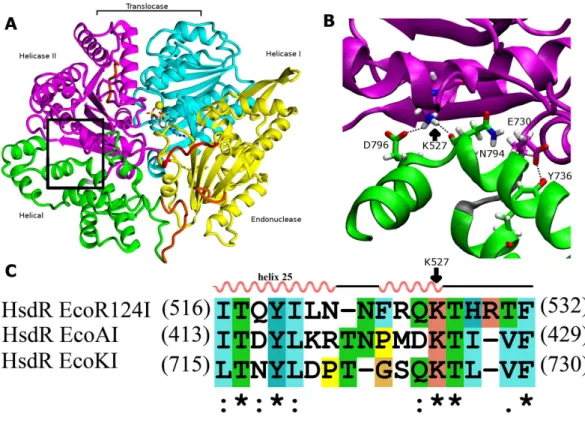 Figure 1 Interdomain interactions at the helical-helicase 2 domain interface in the HsdR subunit of EcoR124I restriction-modification complex