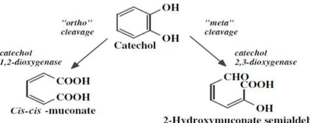 Fig. 1- Catechol degradation via  ortho  and  meta  pathway (7)