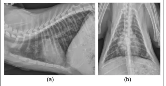 Figure 6  (a) Lateral and (b) dorsoventral radiographs obtained 3 weeks after a second course of fenbendazole (10 day  course)