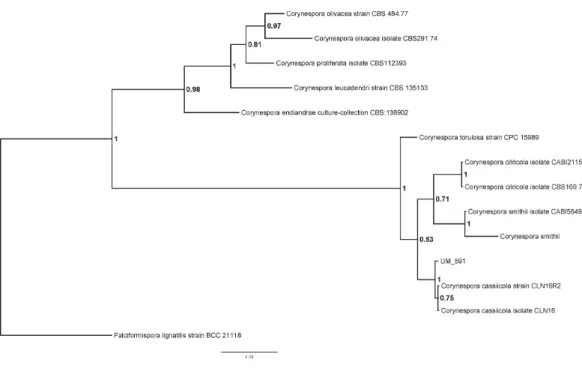 Figure 1 Bayesian phylogram generated using ITS sequence of 13 reference fungus as mentioned previously