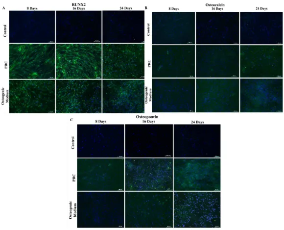 Figure 3 Immunocytochemical staining for osteogenic differentiation markers. Cells treated with PRC had stronger positive staining for Runx2 compared to the cells cultured in osteogenic medium, which was observed by day 8