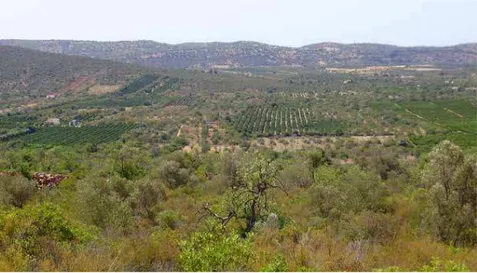 Figure 7 - Small citrus orchards surrounded by abandoned traditional dryland orchards, in Algarve  (Portugal)