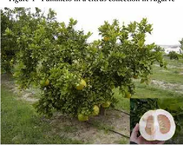 Figure 4 - Pummelo in a citrus collection in Algarve