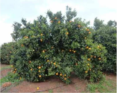 Figure 5 - navel orange tree growing in the Algarve (Portugal) showing its “golden apples”