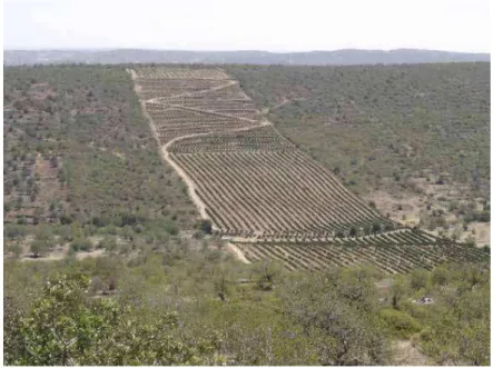 Figure 6 - Citrus orchard on a hillside where formerly almond, carob, fig and olive trees were grown
