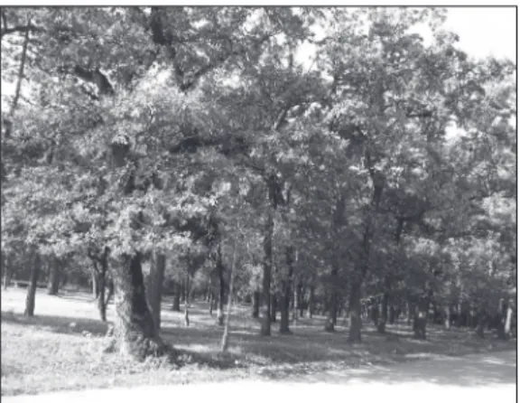 Figure 1. The start of leaf fall phenology in the pedun-