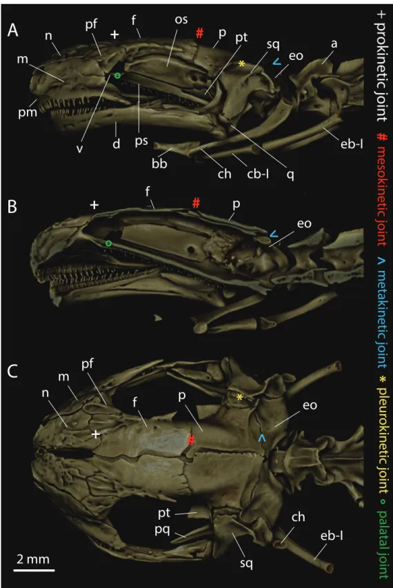 Figure 1 Craniocervical osteology of Triturus ivanbureschi based on µCT-reconstruction