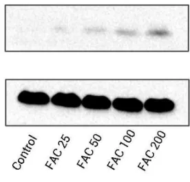 Figure 6 The expression of apoptosis-related proteins in osteoblasts. Representative western blot data for cleaved Caspase-3, Bax, Bcl-2, and cytosolic cytochrome c in osteoblasts following exposure to FAC (0–200 µ M) for 120 h