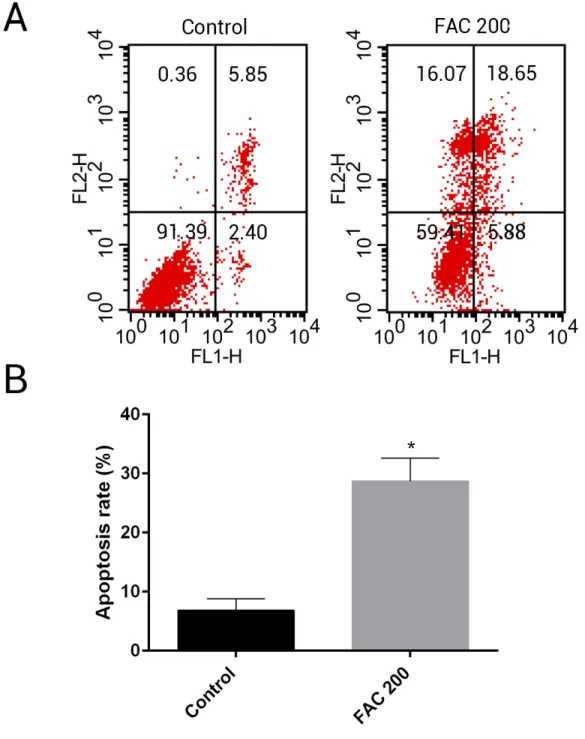 Figure 10 Iron induced apoptosis in bone marrow-derived MSCs. (A) Representative flow cytomet- cytomet-ric analysis of apoptotic MSCs stained for Annexin V/PI after exposure to 200 µ M FAC for 144 h