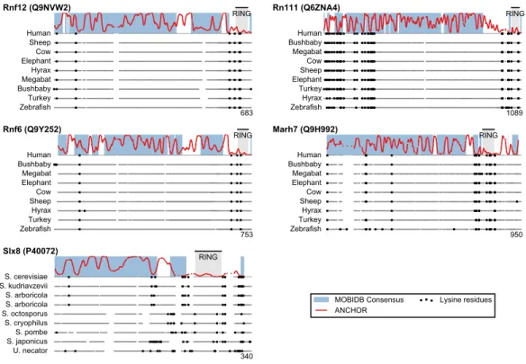 Figure 4 Low lysine content in San1 candidates is conserved broadly across species. The lysine distri- distri-butions of the candidates with strongest lysine suppression in Fig