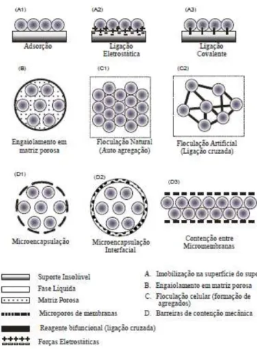 Figura 7 – Métodos de imobilização celular 