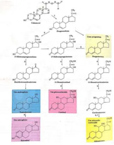 Figura 3 – Biossíntese de hormônios esteroides 