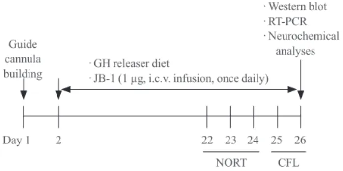 Fig. 1. Experimental schedule for evaluating the effect of a  growth hormone (GH)-releaser diet on the cognitive dysfunction  in  klotho  mutant mice