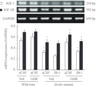 Fig. 2. Effect of a growth hormone (GH)-releaser diet on the  mRNA expression of insulin-like growth factor-1 (IGF-1) and  IGF-1 receptor in the hippocampus of  klotho  mutant mice