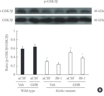 Fig. 3. Effect of JB-1, an insulin-like growth factor-1 (IGF-1) re- re-ceptor antagonist, on the growth hormone (GH)-releaser  diet-me-diated attenuation of changes in the expression of (A)  phospho-Akt (p-phospho-Akt), (B) phospho-glycogen synthase kinase