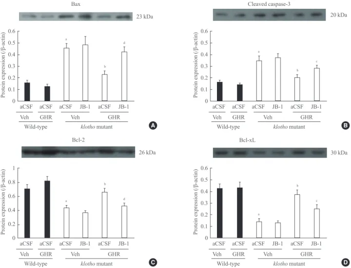 Fig. 5.  Effect of JB-1, an insulin-like growth factor-1 (IGF-1) receptor antagonist, on the growth hormone (GH)-releaser diet-mediated  attenuation of changes in the expression of (A) Bax, (B) cleaved caspase-3, (C) Bcl-2, and (D) Bcl-xL in the hippocampu