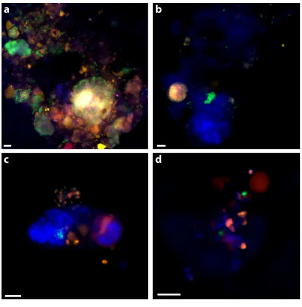 Figure 2 Examples of triple CARD-FISH hybridized aggregates. Triple CARD-FISH hybridization using bacteria and archaea probes targeting DSS_658 (A), Gam42a (B), CF319A/B (C), and Epsi404 (D) in green FITC, with ANME1-350 in red and MSMX-Eel_932 in yellow f